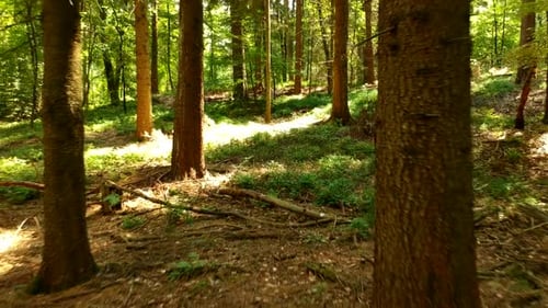 Reverse dolly shot through a lush, green and sun dappled forest floor. Sunlight sprinkles on to the