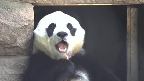 Giant Panda Eating Bamboo