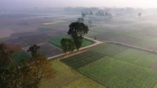 Aerial view of agricultural land, Bangladesh.