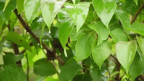 The reflection of the light on the leaves in a shiny and rainy day with beautiful colors and nice co