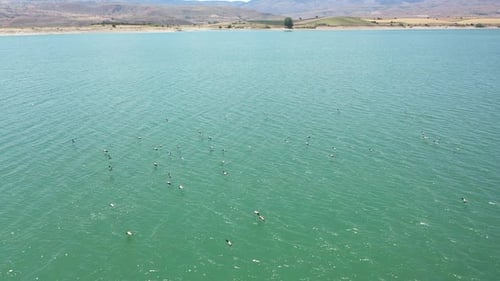 Vue aérienne d'une volée d'oiseaux survolant le lac