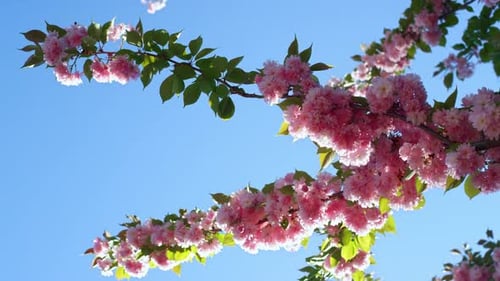 Vibrant Pink Cherry Blossoms Blooming Against a Clear Blue Sky Backdrop