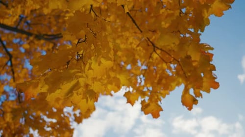 Close Up Autumn Golden Leaves in the Park Beautiful Tree Leaves in the Rays of the Bright Sun in