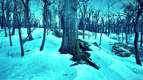 Surreal Blue Winter Forest Landscape with Gentle Camera Movement