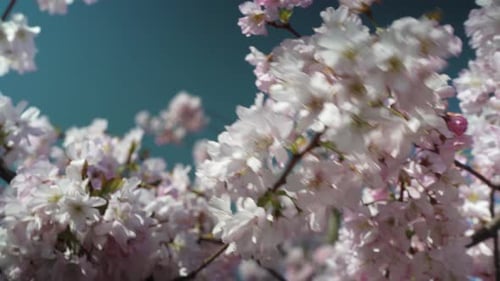 Beautiful cherry tree blossoms in a sunny march day in a cloudless blue sky and clear weather while