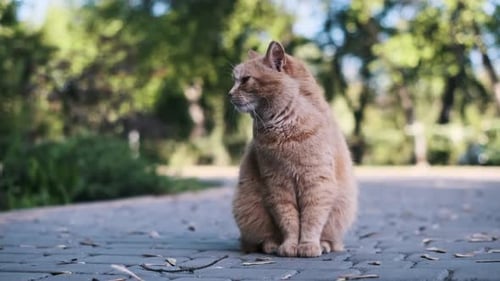 Chat roux errant assis sur le chemin du parc