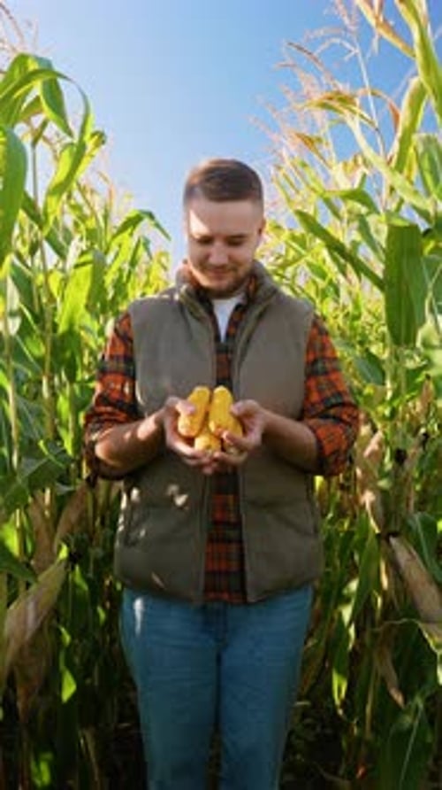 Farmer Showing Corn in Cornfield Under Clear Sky