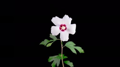 White Flower Blooming on a Black Background