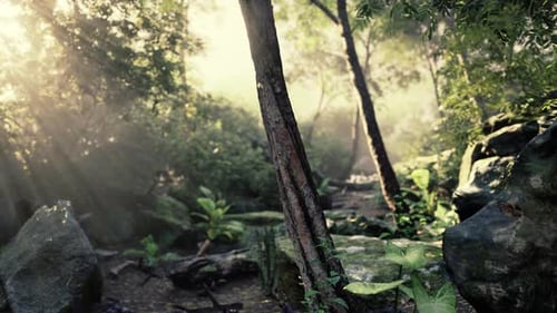 Sunlight Illuminates Trees and Rocks in Tropical Forest