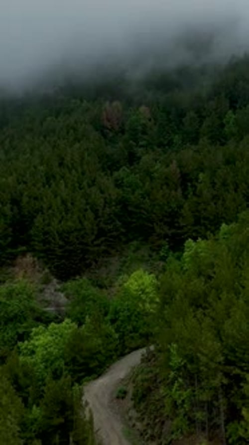 Vertical Video Aerial Journey Through the Mystical Path Dramatic Forest in Cloudy Weather
