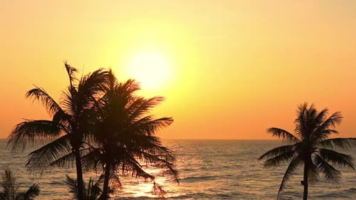 Beautiful sunset with palm trees on the sea beach. Tropical seaside sunset with palm trees silhouett