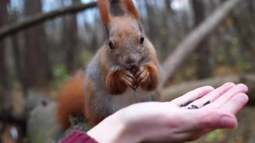 Adorable Squirrel Eating from Person's Hand in Forest