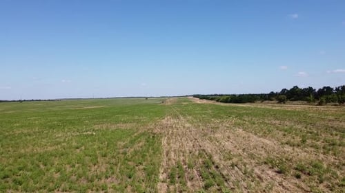 Blue Tractor O.A. Planting Canola On No Till Field