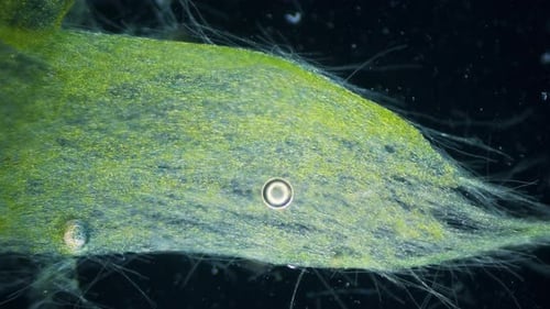 Blue green alga movement time lapse under microscope dark field