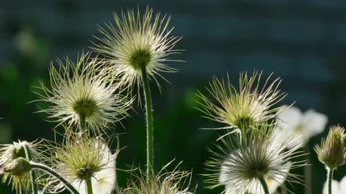 Nature flowers background. Wildflowers Pulsatilla patens or Cutleaf anemone blooming in Ukraine