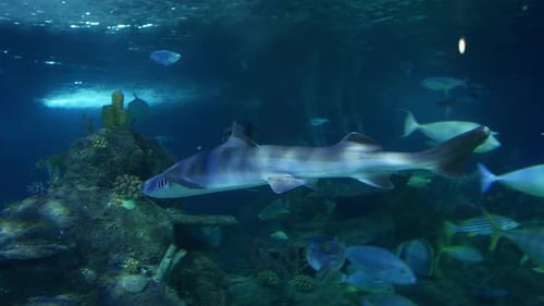 A shark swimming in the ocean