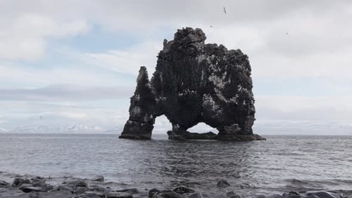 Northern fulmar fly around Hvitserkur rock during overcast Icelandic day
