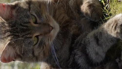 Tabby Cat Resting Peacefully in Green Grass