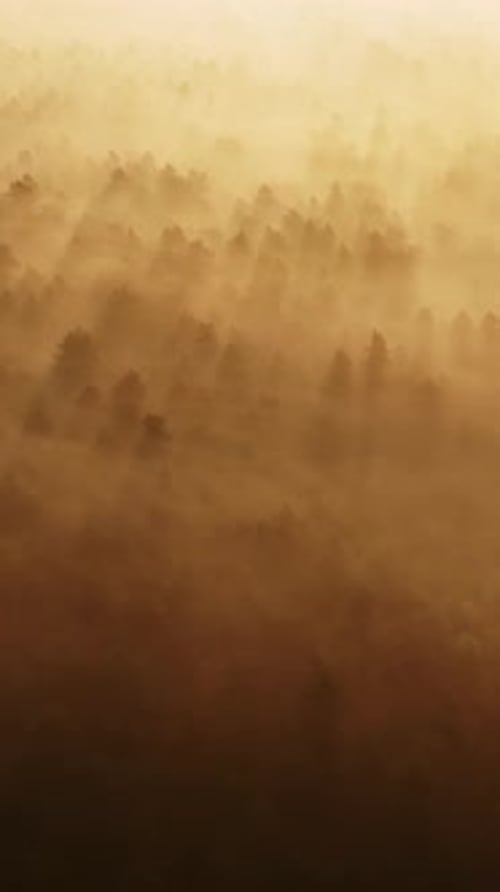 Golden Sunbeams Pierce Through Dense Morning Fog in Forest