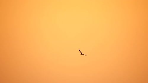 A Flock of Seagulls Fly in Warm Sunset Sky Over the Ocean Silhouettes of Seagulls Flying in Slow