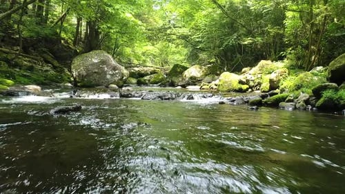 Ruisseau forestier d'un vert luxuriant se précipitant sur des rochers et des pierres moussus
