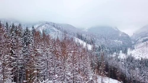 Aerial Drone Flight Over Snow-Covered Pine Trees in a Winter Forest