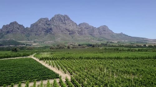 Low flyover of rows of grapevines growing in large South African vineyard.