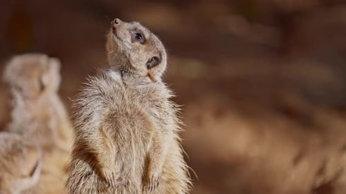 Erdmännchen draußen im Tierpark und sonnt sich