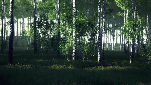Die Ruhe der Morgendämmerung im Birkenwald verbessert die Achtsamkeits- und Entspannungspraktiken