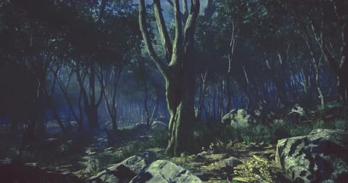 Forêt mystique la nuit révélant des arbres centenaires et un terrain accidenté