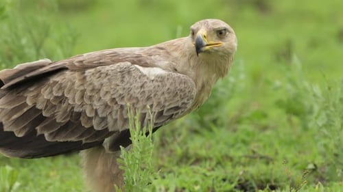 Slow Motion Tawny Eagle African Birds of Prey in Serengeti National Park in Tanzania in Africa, Clos