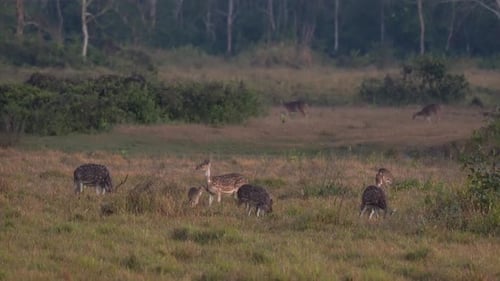 A group of spotted deer alert for the dangers in the jungle.