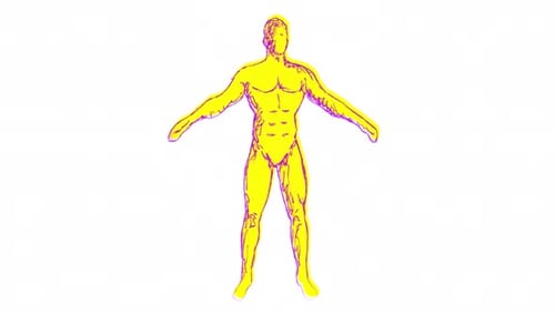 Handgezeichnete spinnende männliche Anatomie