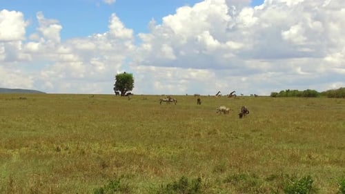 Animal, Nature and Wildlife Concept - Group of Different Herbivore Animals In