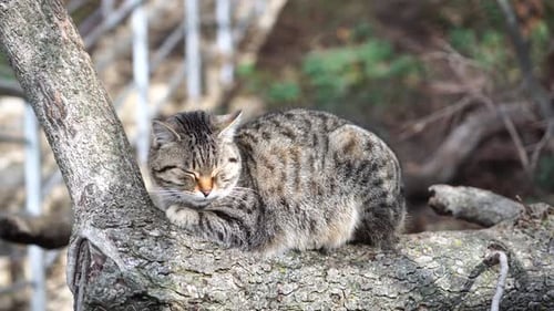 Tabby Cat Relaxing on Tree Branch Outdoors