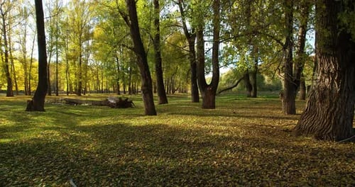 Autumn Leaves Covering Forest Floor in the Daytime