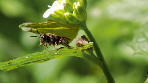 Bienenwespe, extreme Nahaufnahme, die sich selbst an einem Blatt reinigt - Ontario, Kanada