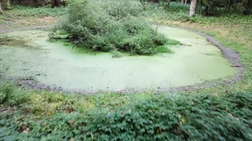 Étang vert dans une forêt. Tir tiré par un Drone.