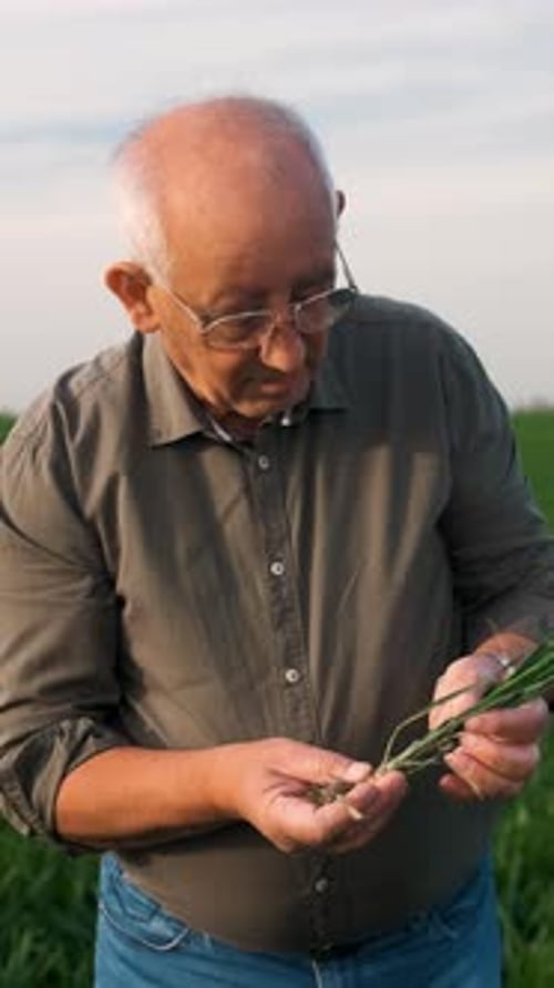 Portrait of senior farmer standing in wheat field looking at crop in his hand.