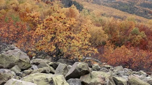 River of big rocks and autumn forest on the background