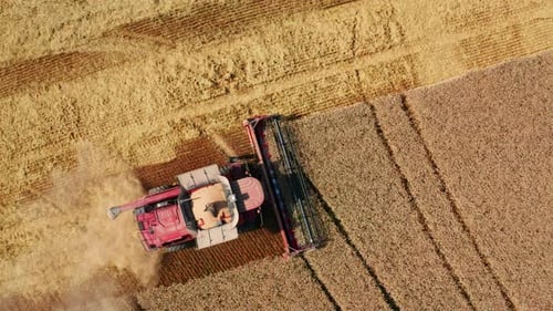 Combine Harvester Harvesting Wheat in Golden Field Aerial