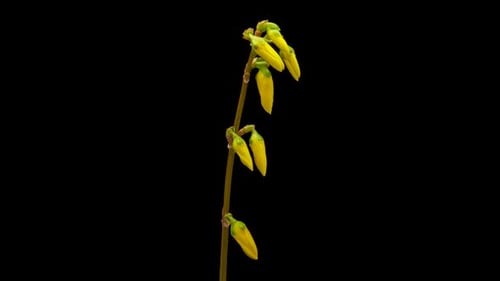 Timelapse of Opening Yellow Forsythia Flower