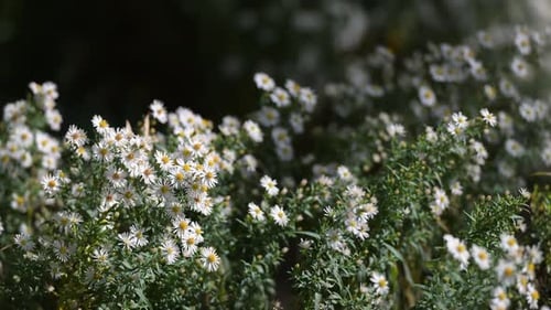 White wild asters blooming in sunlight