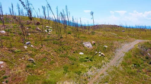Weitläufiges Luftpanorama der Wildnis nach einem Waldbrand mit kargen Bäumen, staubigem Pfad, sanften Hügeln,