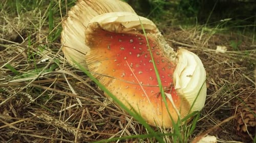 Amanita Muscaria Broken in the Woods