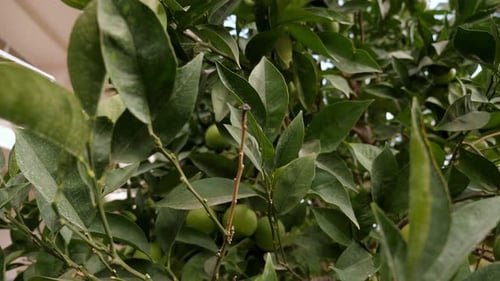 Closeup of an Orange Tree with Green Oranges Exotic Citrus Tree