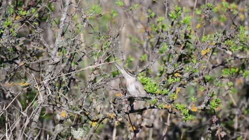 Whitethroat (Sylvia communis) in the wild, looking for food in the habitat