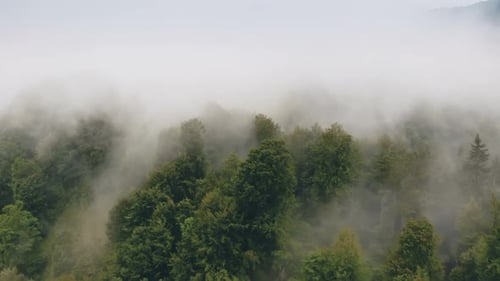 Enchanting Morning Mist Rolling Over A Dense Emerald Green Forest