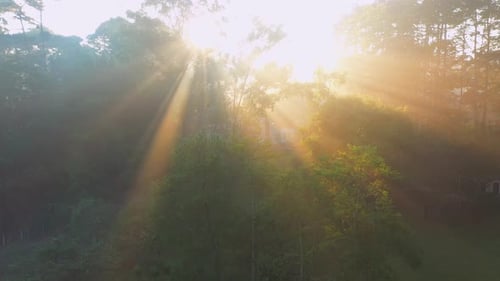 Belle forêt à l'aube appréciant les premiers rayons du soleil de la journée en plein air