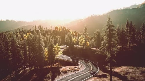 A Serene Forest Road at Sunset